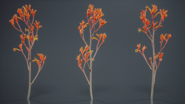 Tall Kangaroo Paw Australian Sword Lily Anigozanthos Flavidus