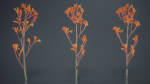 Tall Kangaroo Paw Australian Sword Lily Anigozanthos Flavidus