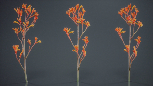 Tall Kangaroo Paw Australian Sword Lily Anigozanthos Flavidus