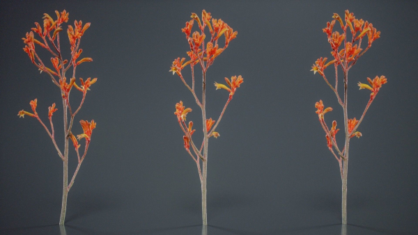 Tall Kangaroo Paw Australian Sword Lily Anigozanthos Flavidus