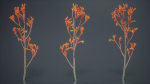 Tall Kangaroo Paw Australian Sword Lily Anigozanthos Flavidus