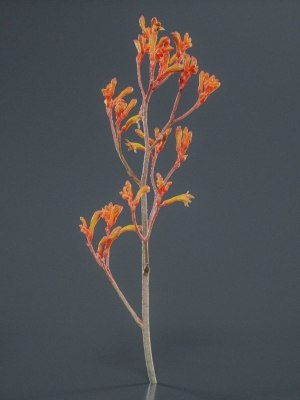 Tall Kangaroo Paw Australian Sword Lily Anigozanthos Flavidus