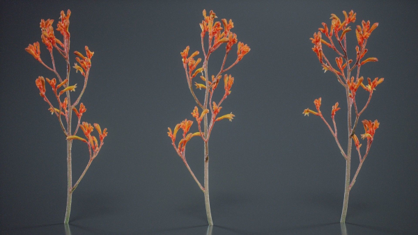 Tall Kangaroo Paw Australian Sword Lily Anigozanthos Flavidus