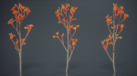 Tall Kangaroo Paw Australian Sword Lily Anigozanthos Flavidus