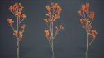 Tall Kangaroo Paw Australian Sword Lily Anigozanthos Flavidus
