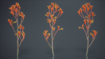 Tall Kangaroo Paw Australian Sword Lily Anigozanthos Flavidus