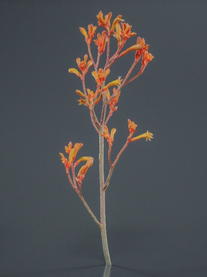 tall-kangaroo-paw-australian-sword-lily-anigozanthos-flavidus-3d-model-ea121f6b12