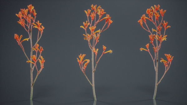Tall Kangaroo Paw Australian Sword Lily Anigozanthos Flavidus