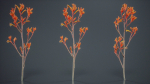 Tall Kangaroo Paw Australian Sword Lily Anigozanthos Flavidus