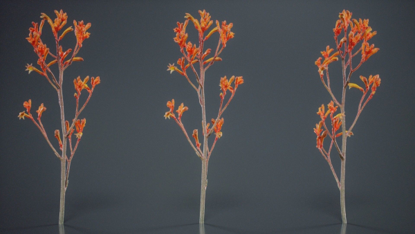 Tall Kangaroo Paw Australian Sword Lily Anigozanthos Flavidus