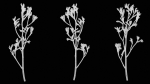 Tall Kangaroo Paw Australian Sword Lily Anigozanthos Flavidus