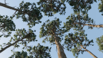 Tall Pine Trees
