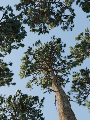 tall-pine-trees-3d-model-low-poly-obj-fbx-blend-gltf