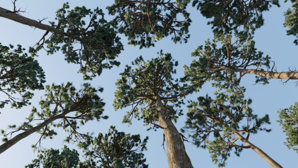 Tall Pine Trees