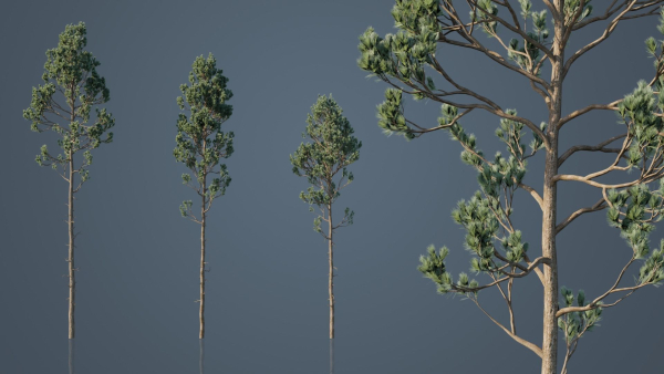 Tall Pine Trees