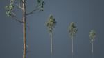 Tall Pine Trees