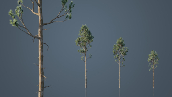 Tall Pine Trees