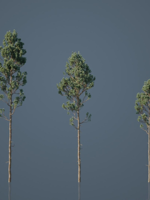 Tall Pine Trees