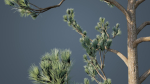Tall Pine Trees