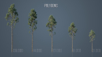 Tall Pine Trees