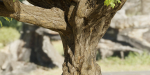 Tamarindus tree vol 207-Blender