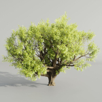 Tamarindus tree vol 207-Blender
