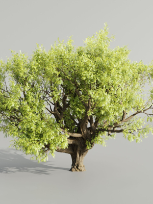 Tamarindus tree vol 207-Blender
