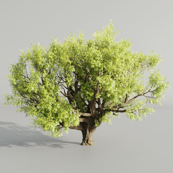 Tamarindus tree vol 207-Blender