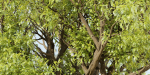 Tamarindus tree vol 207-Blender