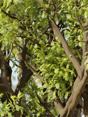 tamarindus-tree-vol-207-blender-3d-model-89a8412bae
