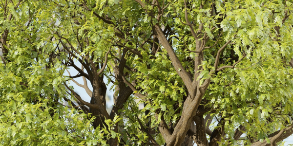 Tamarindus tree vol 207-Blender