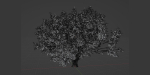 Tamarindus tree vol 207-Blender