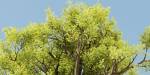 Tamarindus tree vol 207-Blender