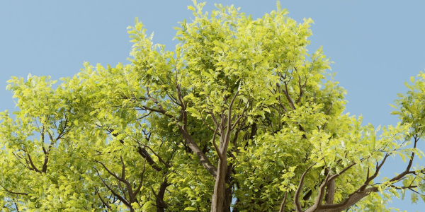 Tamarindus tree vol 207-Blender