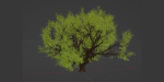 Tamarindus tree vol 207-Blender