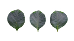 Teak leaf tectona grandis
