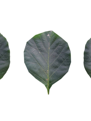 teak-leaf-tectona-grandis-3d-model-obj-fbx-blend-dae