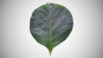 Teak leaf tectona grandis