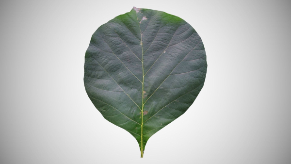 Teak leaf tectona grandis
