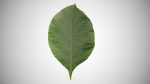 Teak leaf tectona grandis