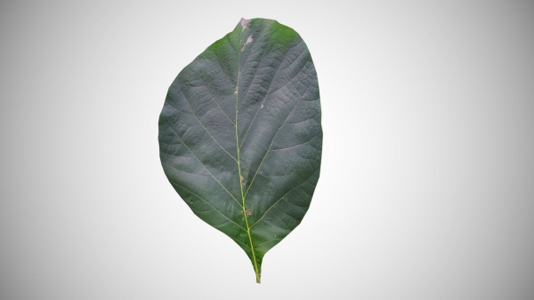 Teak leaf tectona grandis