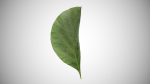Teak leaf tectona grandis