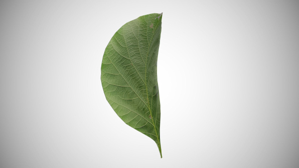 Teak leaf tectona grandis