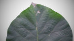 Teak leaf tectona grandis