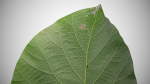 Teak leaf tectona grandis