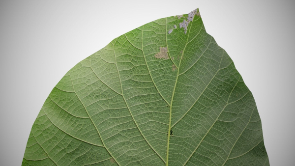 Teak leaf tectona grandis