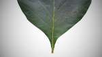 Teak leaf tectona grandis