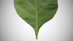 Teak leaf tectona grandis