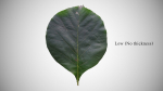 Teak leaf tectona grandis