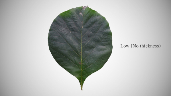 Teak leaf tectona grandis